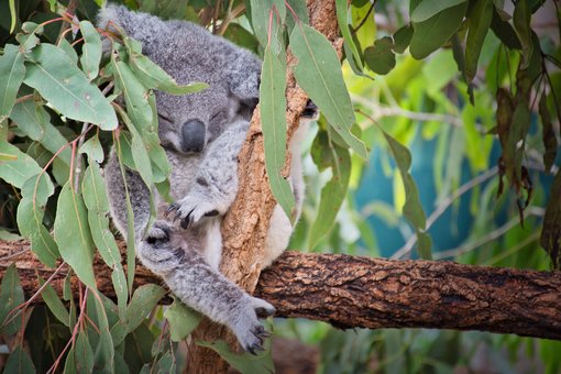 Koalas Around Brisbane