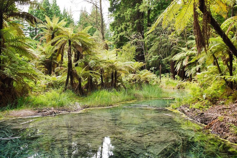 The clearest water I have ever seen. Note the forest litter on the bottom of the stream