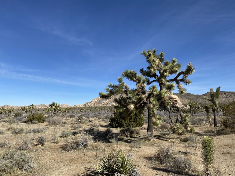 Joshua Tree National Park