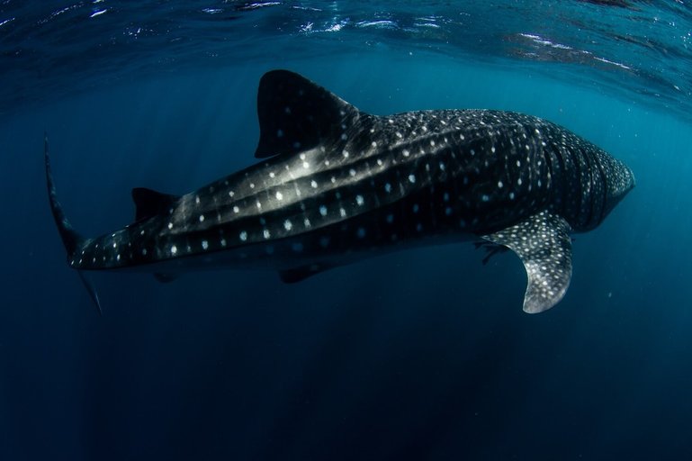 Whale shark 