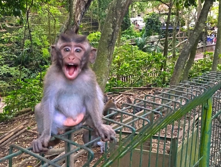 Ubud, Bali, Monkey forest.