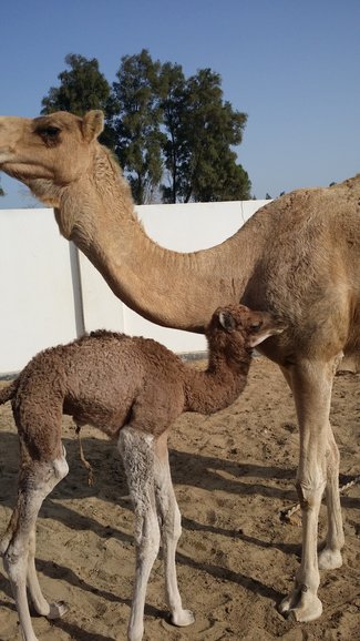 Camel Farm