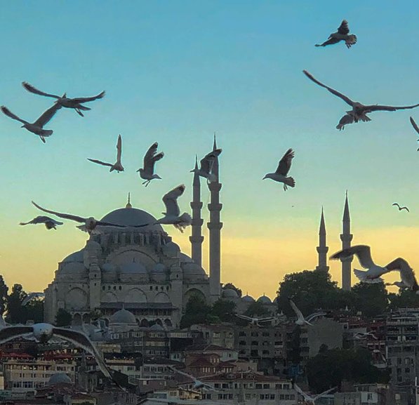 The Seagulls of Istanbul