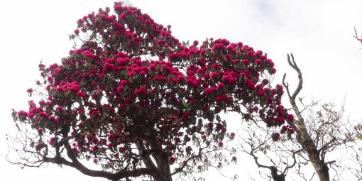 Trekking in Nepal in April (Ghorepani Poon Hill Trek)