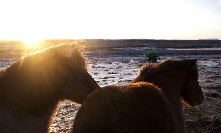 Icelandic Horses