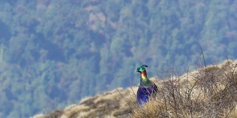 the nepali national bird