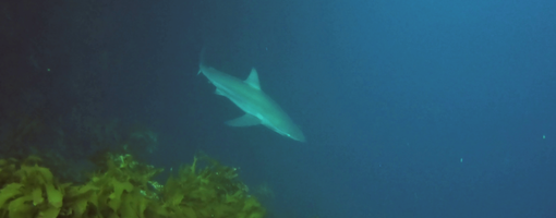 Diving at the Poor Knights Islands