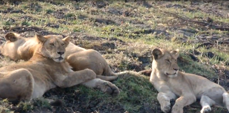  The lion in the Serengeti 