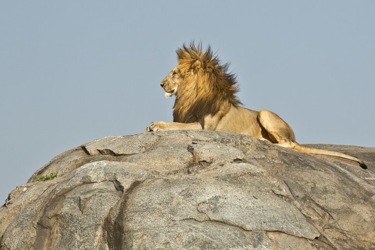 The Lion on the Kopjes in the Serengeti