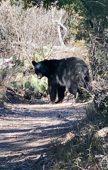 Bear on Trail at Big Bend National Park