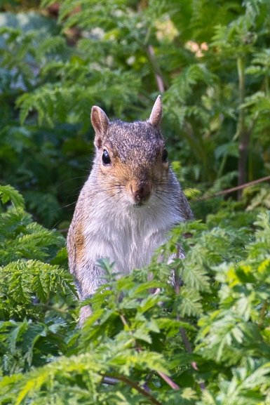 One of the many cute squirrels that call this park home