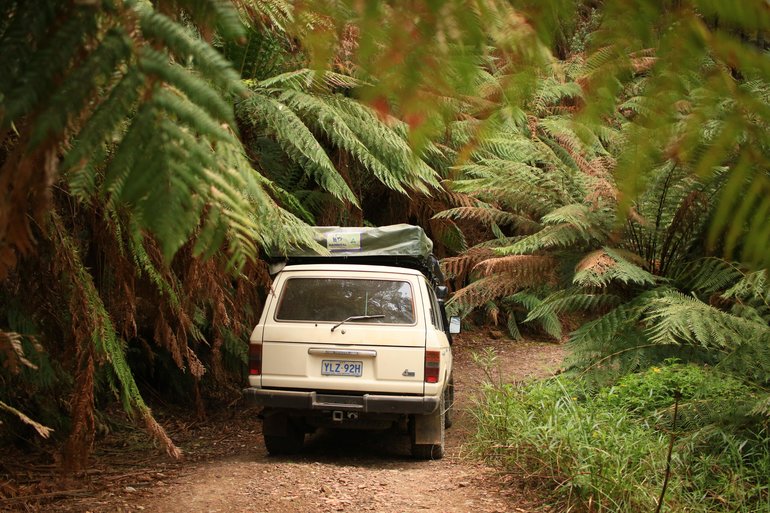 Beautiful drive down through the ferns