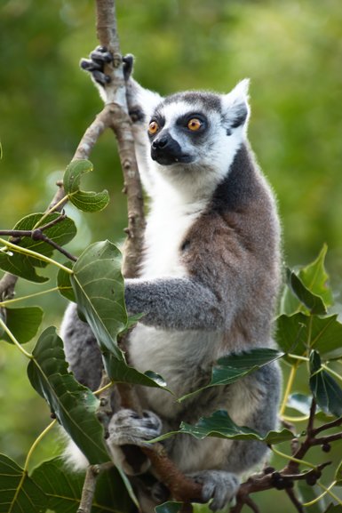 Lemur Island is a great place to wander amongst the Lemurs