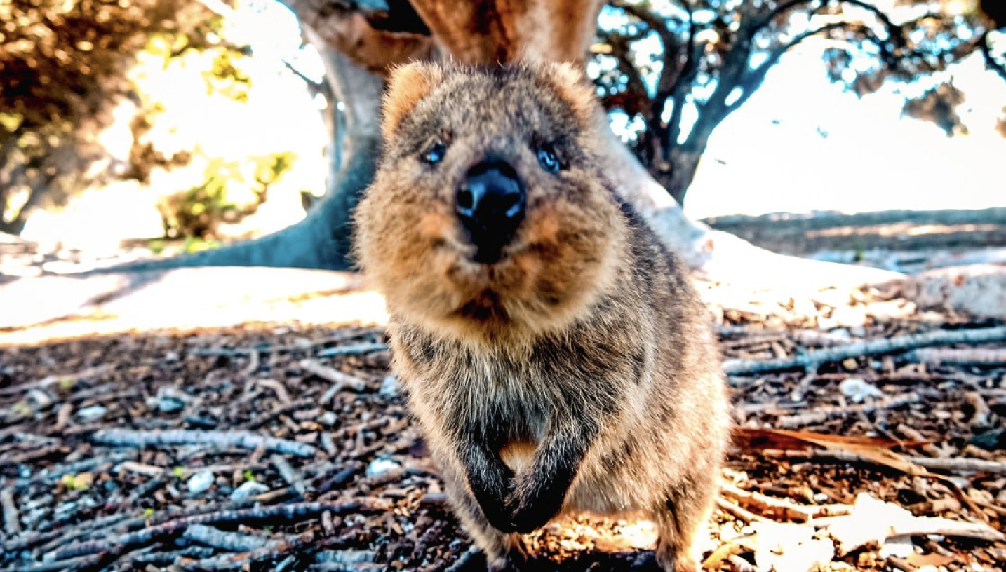 Rottnest Island – Home to The Happiest Animal in The World