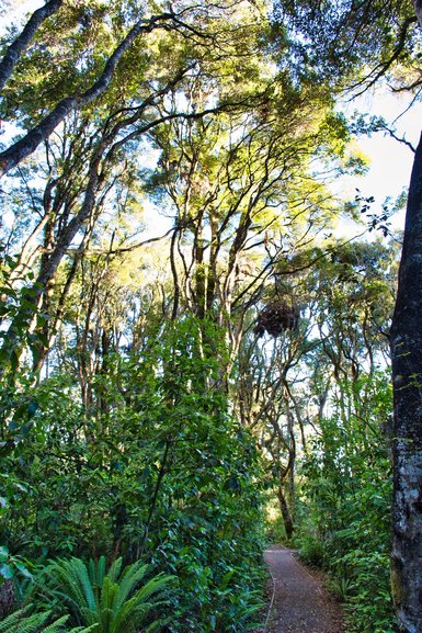 Information plaques on the plant life in the area are along the track and large Rimu are standing tall breaking through the top of the canopy