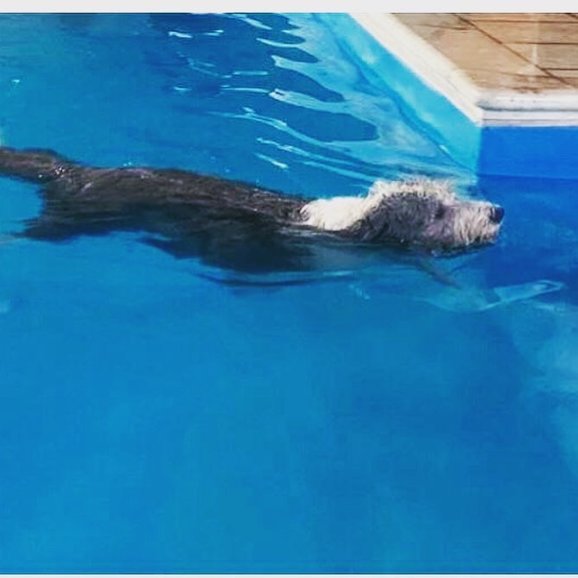 Swimming dog