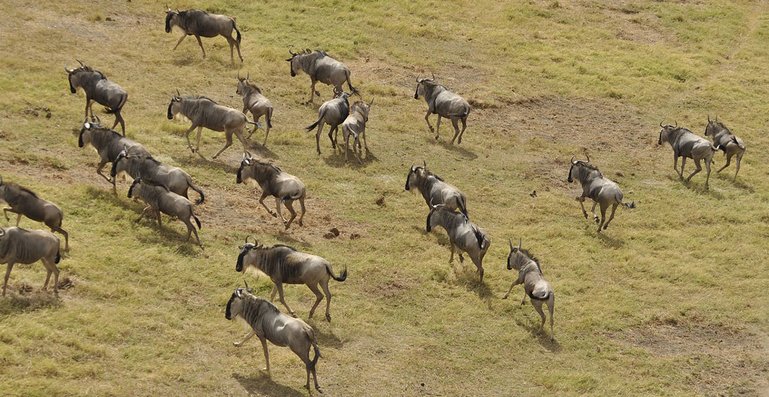 serengeti national park