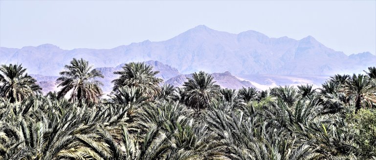 Palms and mountains in Saudi Arabia