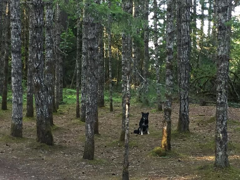 Stop and smell the pines