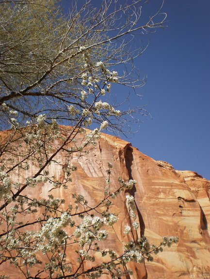 Apple Blossoms, Capitol Reef NP