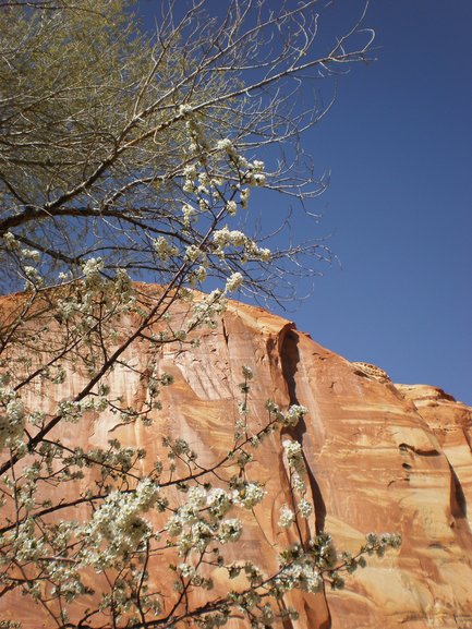 Apple Blossoms,  Capitol Reef  NP