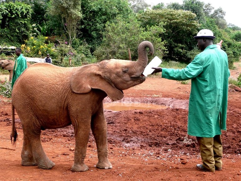 Baby Elephant at the elephant orphanage