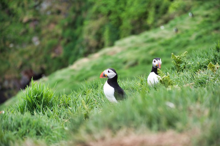 Puffins standing outside their burrows on the slopes leading back down to where the ferry came in