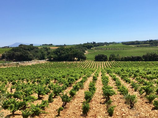 Lunch with a view in Châteauneuf-du-Pape