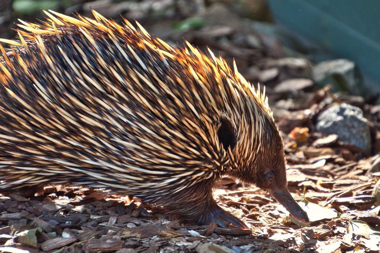 This busy little Echidna was after some grubs for his late afternoon snack