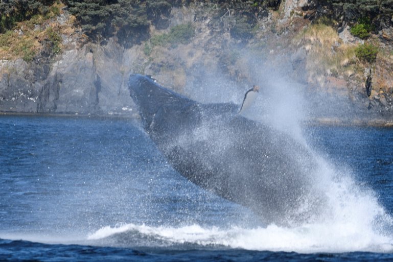 Humpback Whale  in Kodiak Harbor