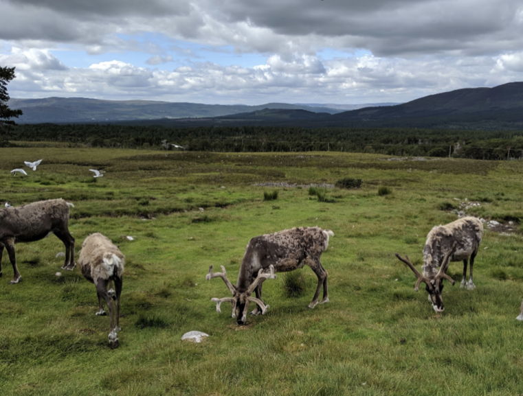 Meet the herd 