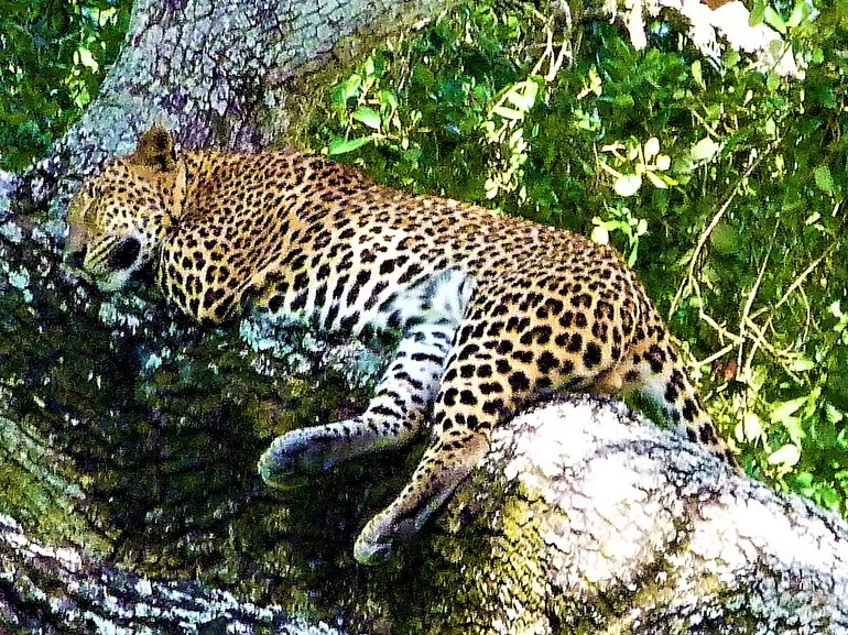 Leopard Sighting!