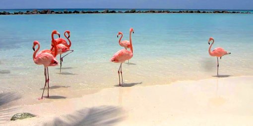 Aruba – on The Way to Pink Flamingos