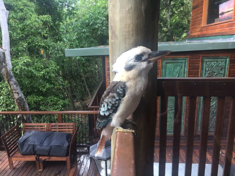 Wild Kookaburra coming to our hotel in the morning for feeding