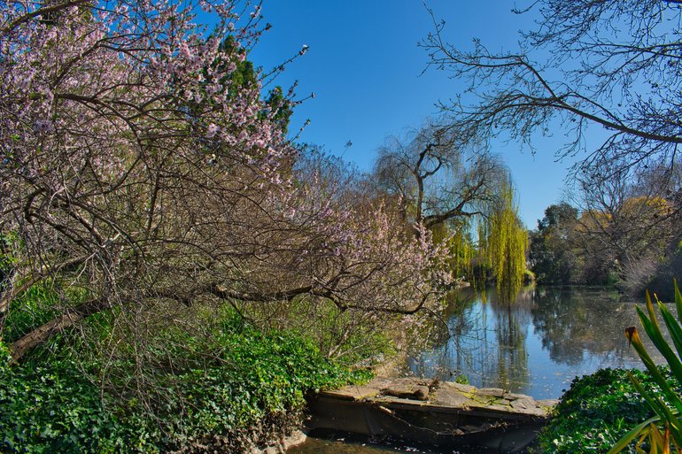 Even in winter, the spring blossom is coming out beside the lake