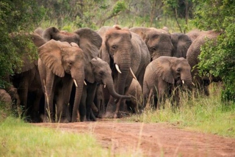 Elephants in Akagera