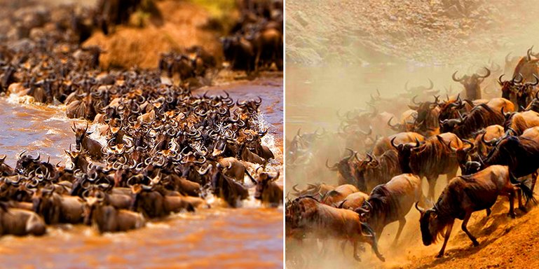 Wildebeest Migration 