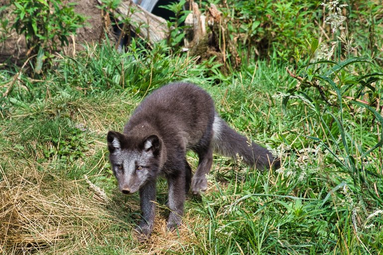 The very cute Arctic Fox is wandering around his enclosure