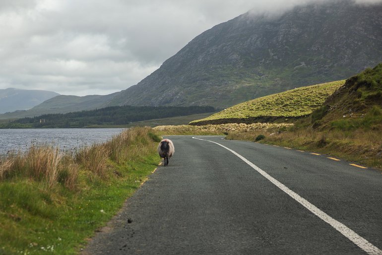 An Irish traffic jam