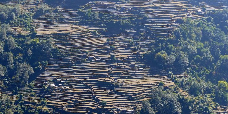 ricefield