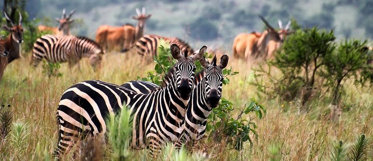 Akagera National park