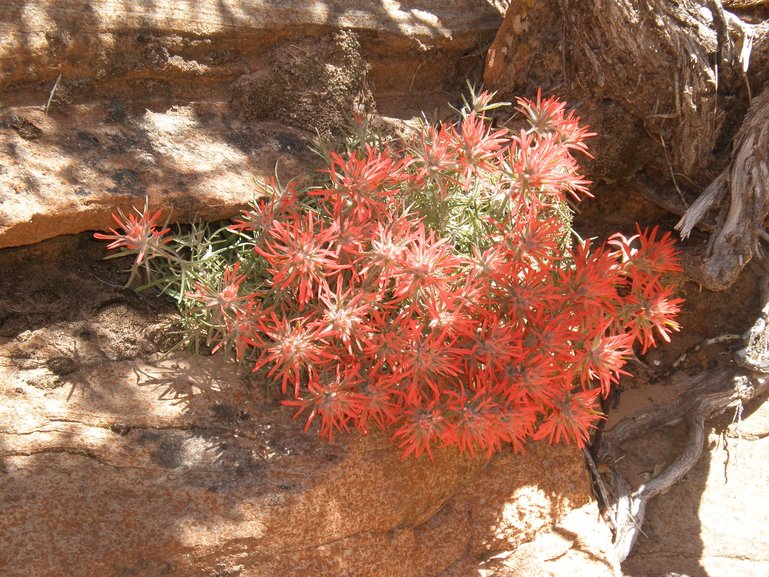 Indian Paint Brush Wildflower in Arches