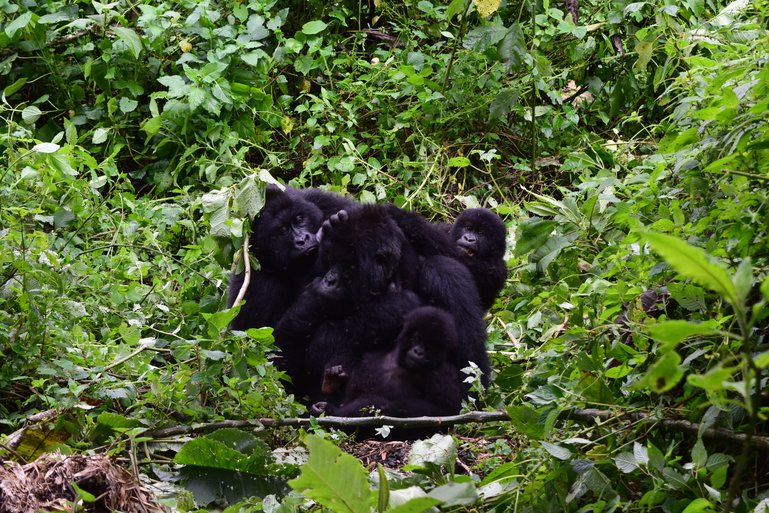 Eastern lowland gorillas