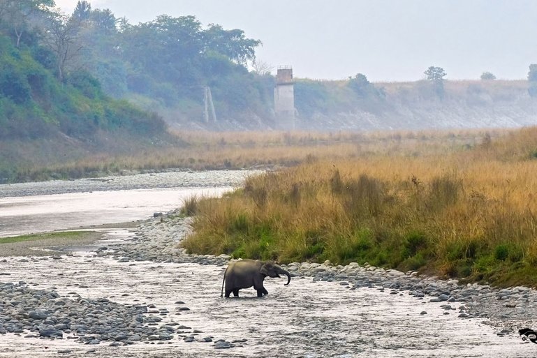 Jim Corbett National Park