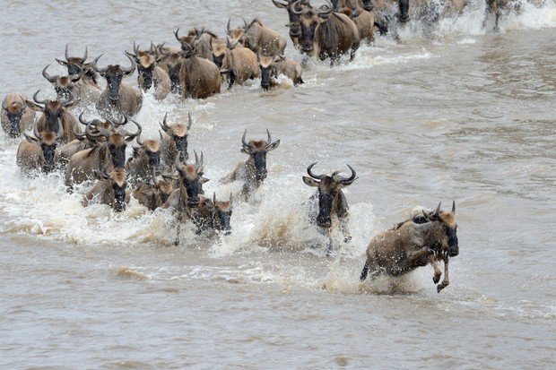 Great Serengeti Wildebeest Migration Mara River Crossing