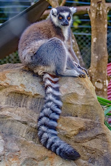 The Ring-tailed Lemur's, like the Meerkats, can keep you entertained with their antics