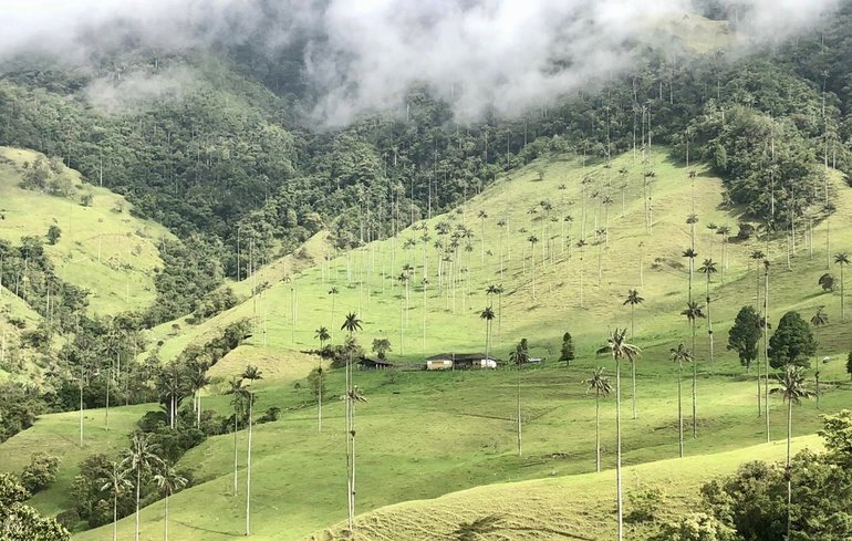 Cocora Valley, Quindío
