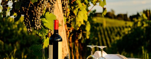 Wine Tourism in Italy