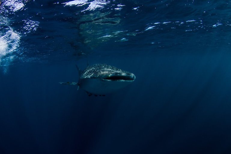 Whale shark