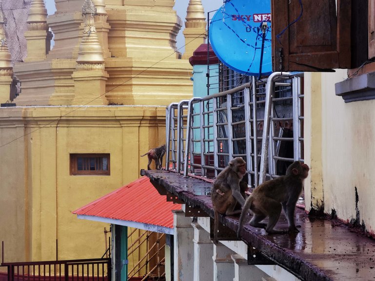 Monkeys at Mt. Popa